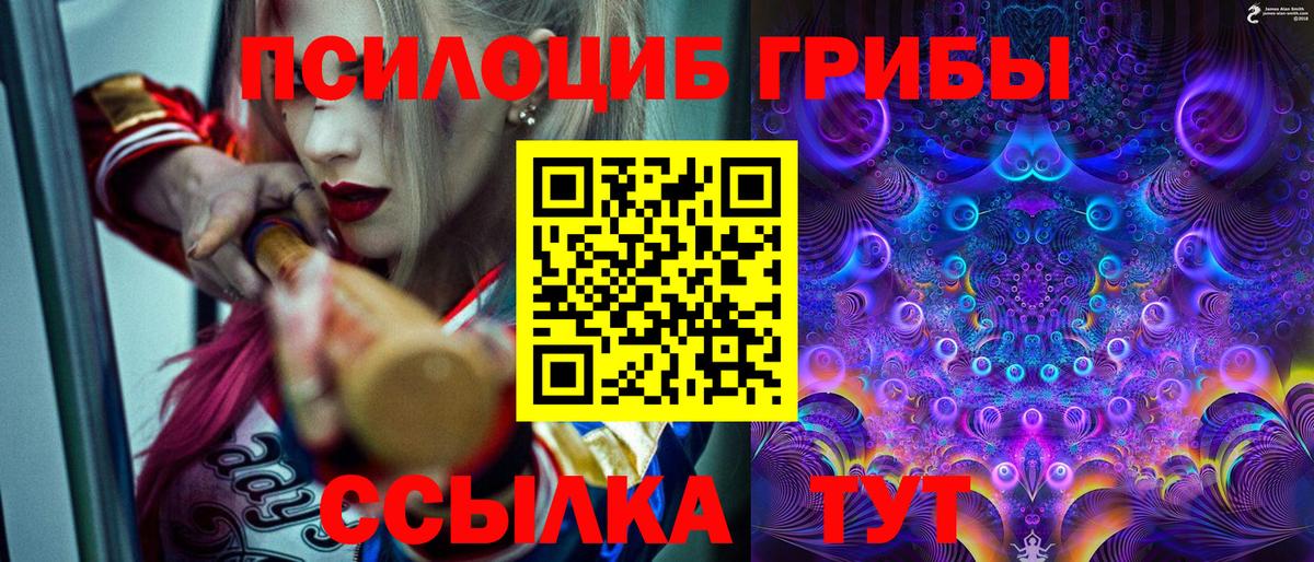 Псилоцибиновые грибы Psilocybe Черногорск